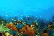 fishing in cabo, your cabo home, humberto escoto